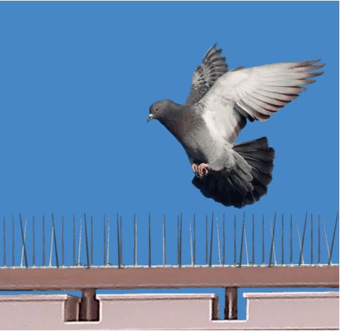 Bird Spikes Installation in Bengaluru