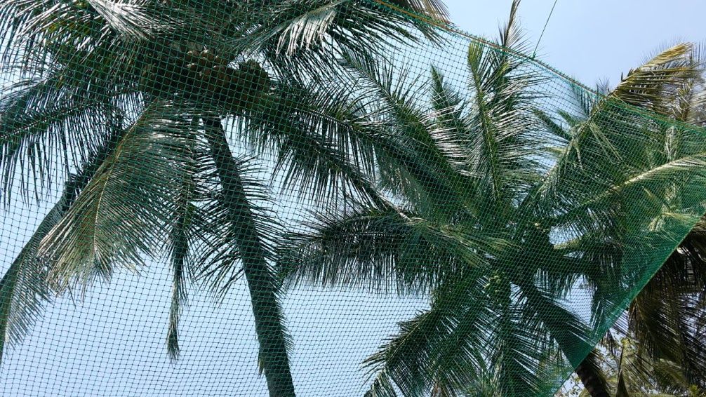 Coconut Tree Safety Nets in Bengaluru