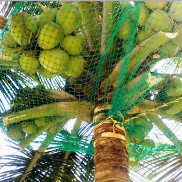 Coconut Tree Safety Nets in Bengaluru