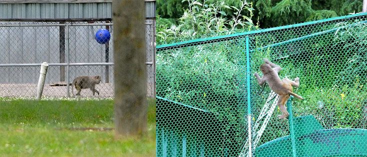 Monkey Safety Nets in Bengaluru