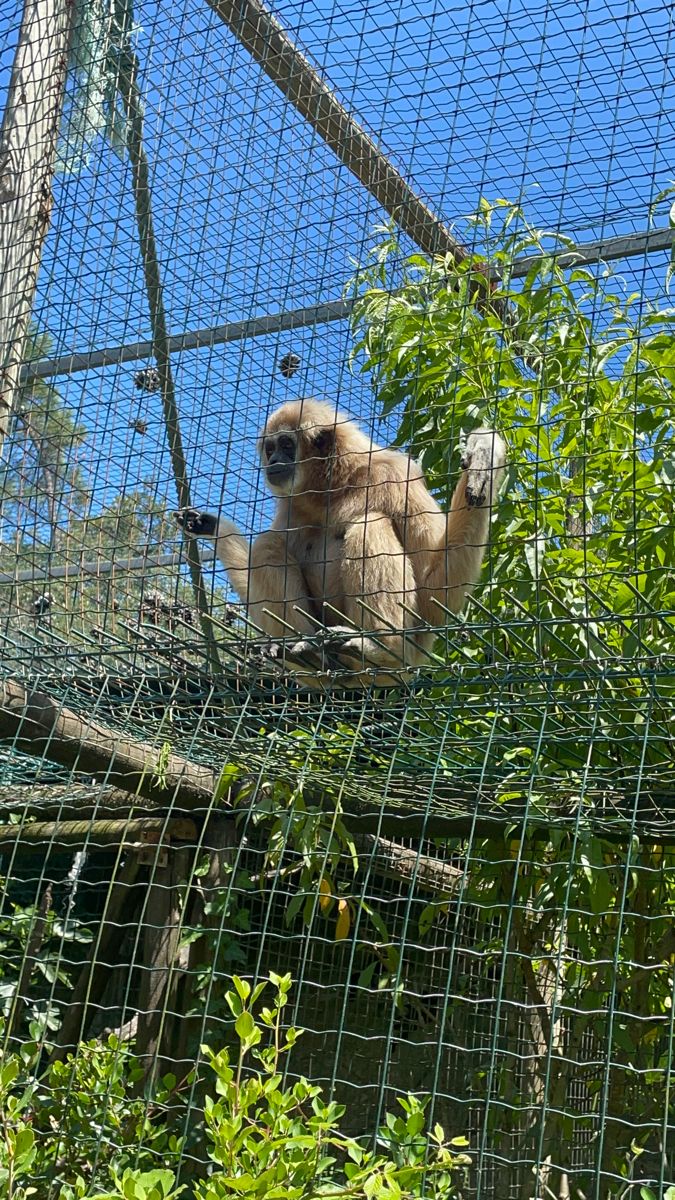 Jalla Safety Nets
