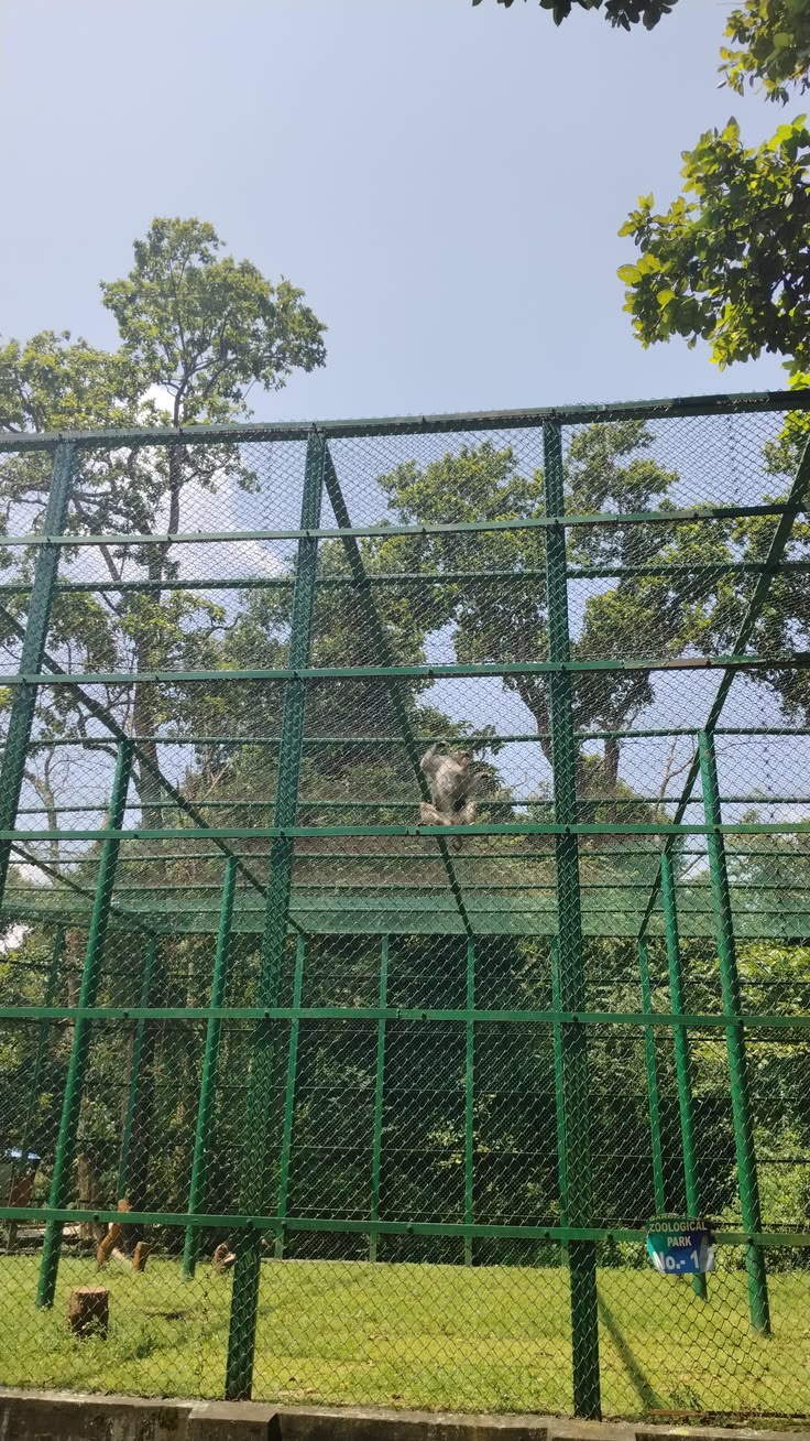 Monkey Safety Nets in Bengaluru