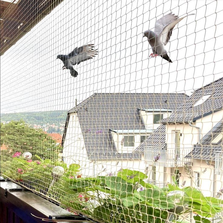 Pigeon Safety Nets in Bengaluru